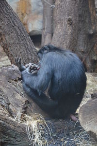 Monkey sitting on tree trunk in zoo