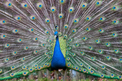 Close-up of peacock with fanned out on field