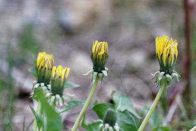 Close-up of yellow flowering plant