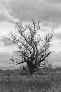 Bare tree on field against sky