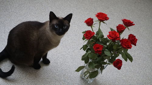 Close-up of cat sitting on red flower