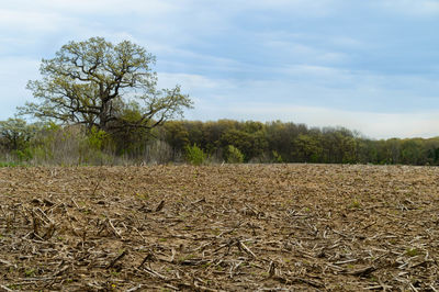 Scenic view of field against sky