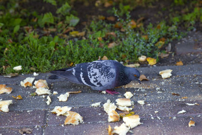 Close-up of a bird