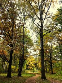 Trees in forest during autumn