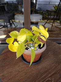 Close-up of fruits growing on table