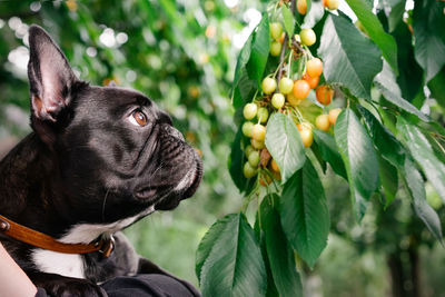 Close-up of a black dog and cherry tree
