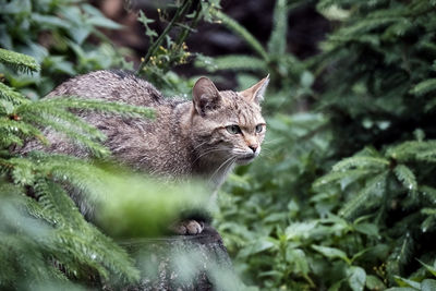 Close-up of a cat looking away
