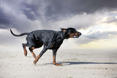 Dogs on beach