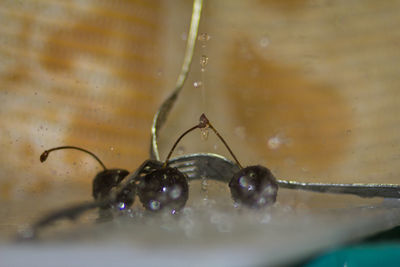 Close-up of spider on web