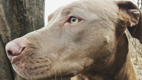 Close-up of dog