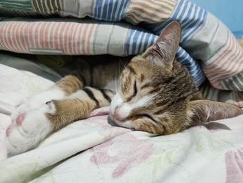 Close-up of cat sleeping on bed