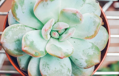 High angle view of succulent plant