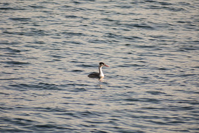 Duck swimming in lake