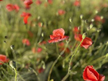 Close-up of red poppy flowers