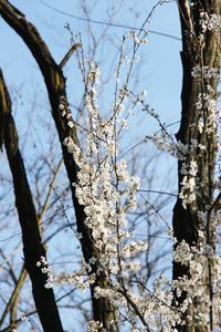 Low angle view of cherry blossom tree