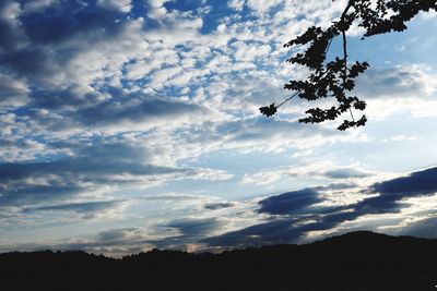 Low angle view of silhouette trees against sky