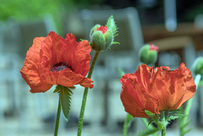 Close-up of red rose