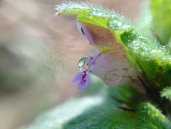 Close-up of insect on plant