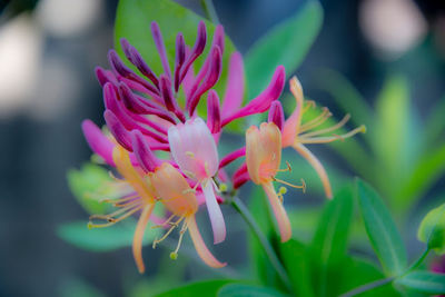 Close-up of pink flowers