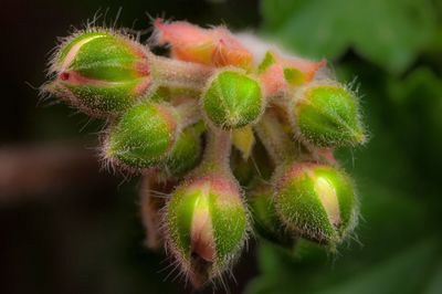 Close-up of spiked plant