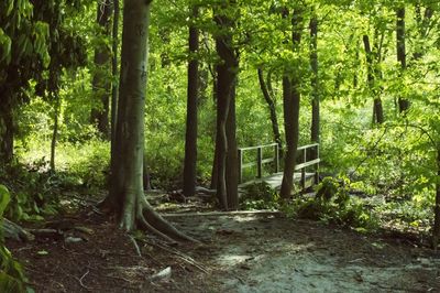 Trees in forest