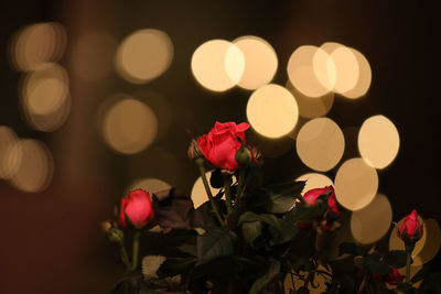 Close-up of red rose at night