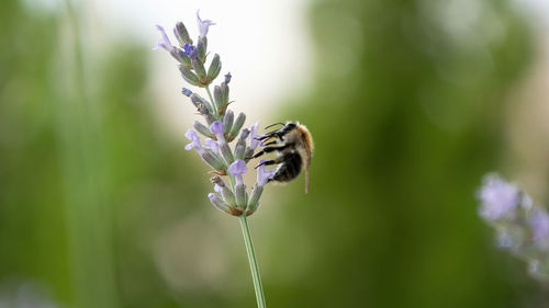 Close-up of a bumblebee on lavender flower