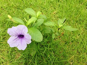 High angle view of flower blooming on field