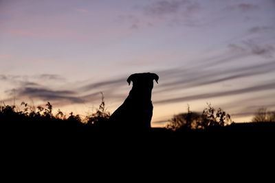 Silhouette of horse on field against sky during sunset