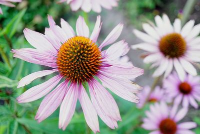 Close-up of pink flower