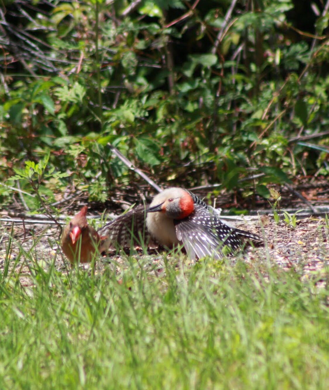 Melanerpes carolinus