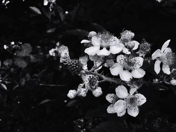 Close-up of flowers on plant