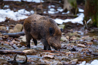 A wild boar foraging in a stream in the ardennes, belgium.