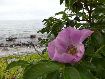 Close-up of flower blooming by sea against sky