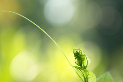 Close-up of insect on plant