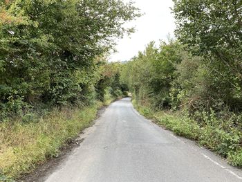 Looking along, holden lane, with plants, and old trees, on a cloudy day near, silsden, keighley, uk