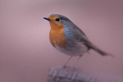 Close-up of robin perching on railing