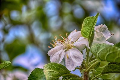 Close-up of purple flowering plant