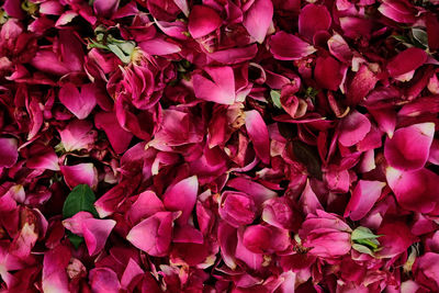 Full frame shot of pink flowering plants