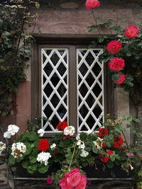 Flowers growing on window