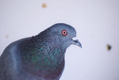 Close-up of pigeon