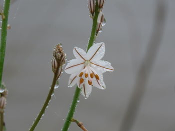 Close-up of flowering plant