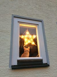 Portrait of a cat on the window