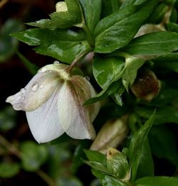 Close-up of white flowering plant