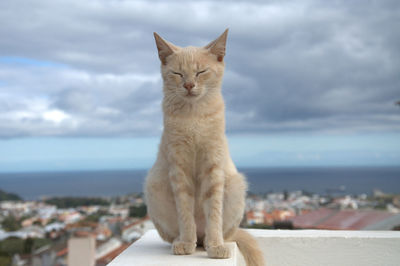 Cat sitting on retaining wall against cloudy sky