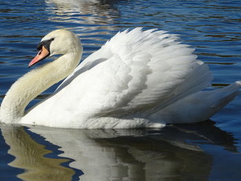 Swan swimming in lake