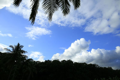 Low angle view of coconut palm trees against blue sky