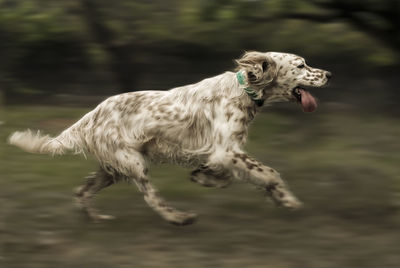 Full length of a dog running