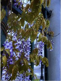 Low angle view of flowering plant hanging on tree