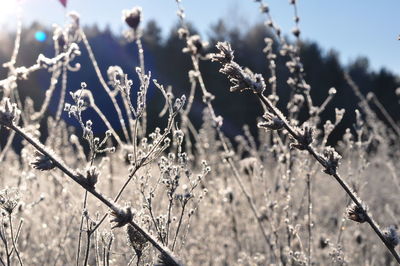 Close-up of plants during winter